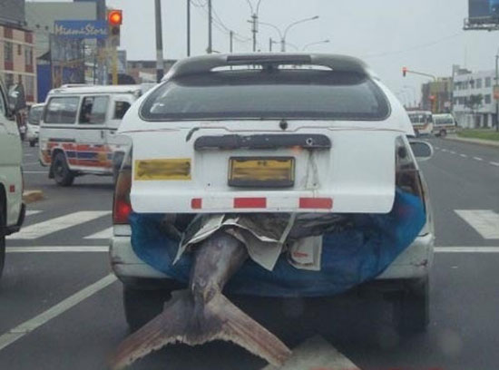 riesenfisch