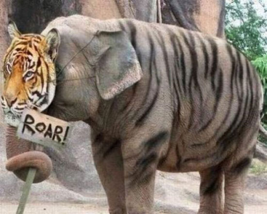 roar