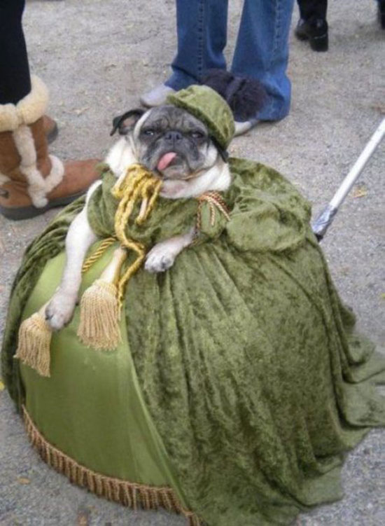 royal dog