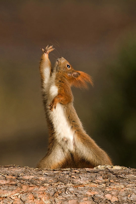 saturday night fever