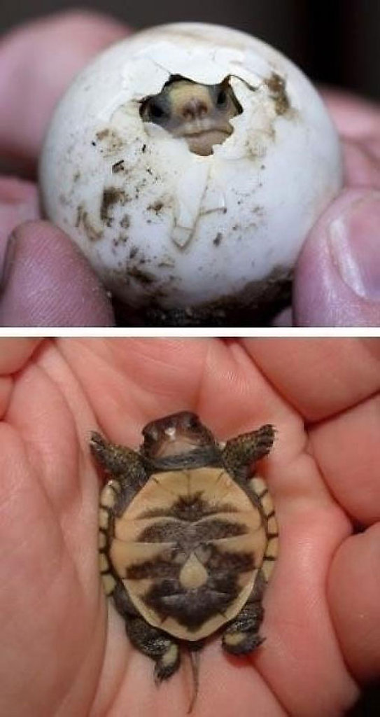 Schildkrötengeburt