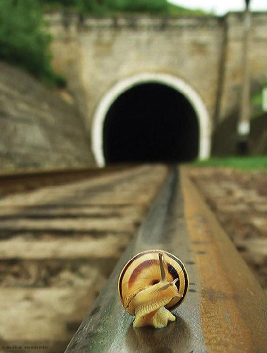 Schnecke auf Eisenbahn