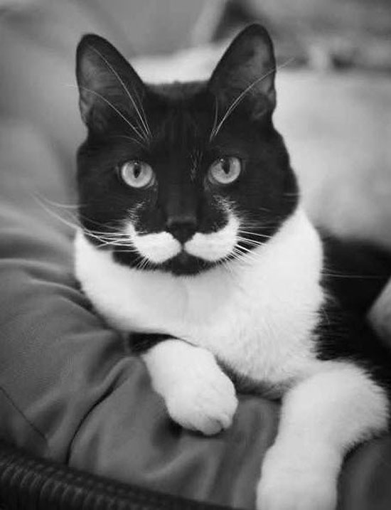 Schnurrbart Katze