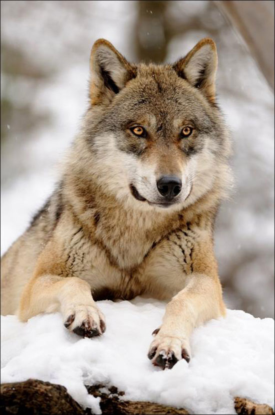 Schöner Wolf