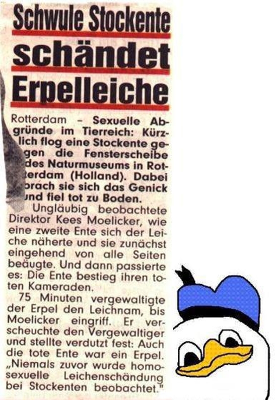 Schwule Stockente in Rotterdam - Zeitungsartikel Fail Bild