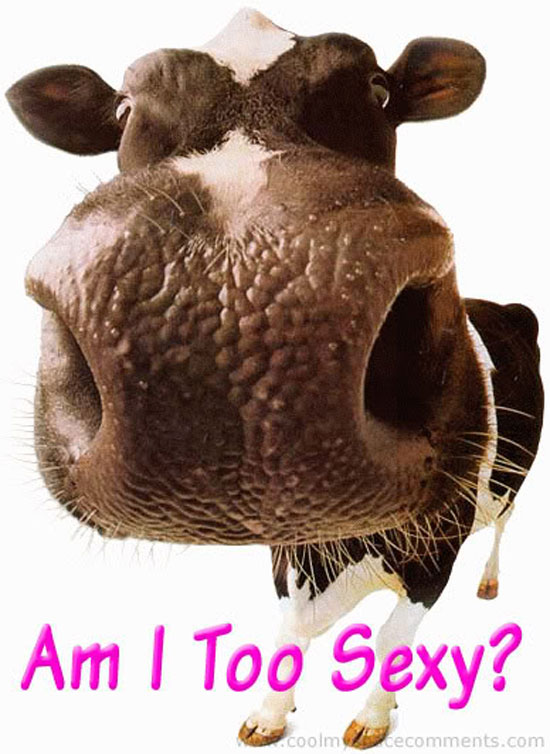 sexy cow