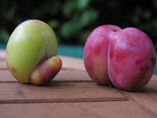 sexy fruit