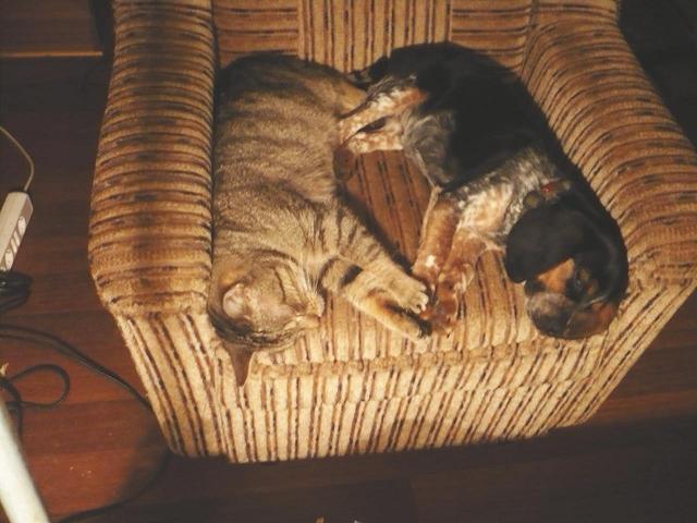 Wie Hund und Katz