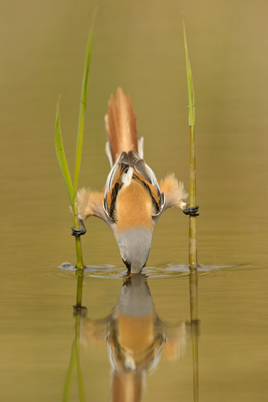 show off