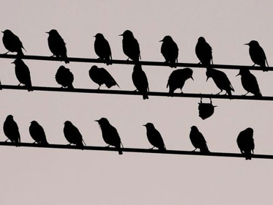 show off bird 4695