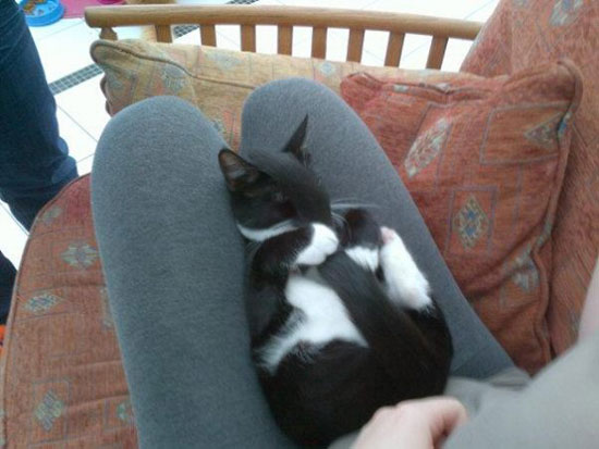 shy kitty