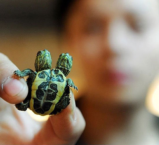 siamese turtle