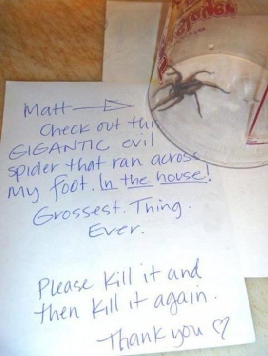Sieh dir diese große böse Spinne an - Fail Bild