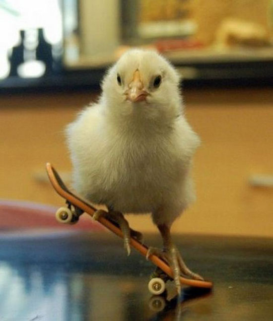 skateboarding 4356