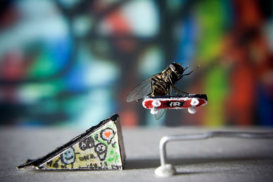 skatefly