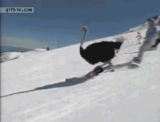 Skiing Profi GIF