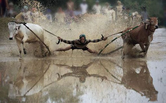 sliding by cows