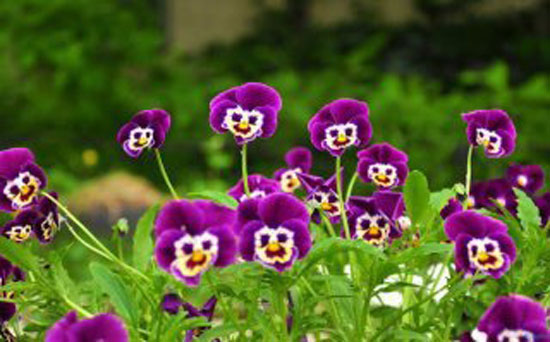 smileflowers
