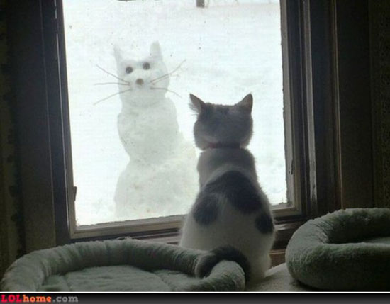 snowcat