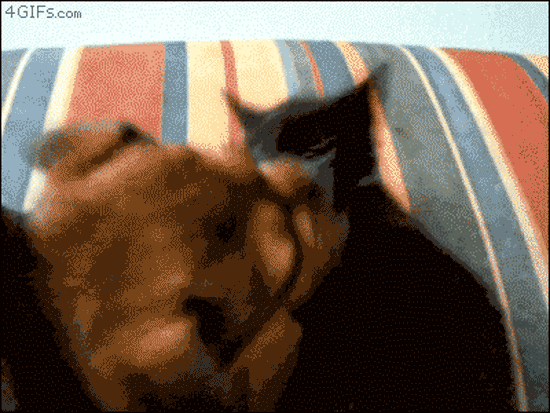 So ein Schlawiener GIF