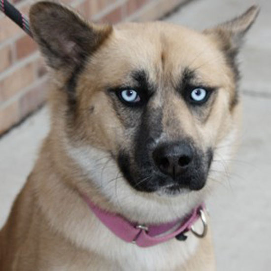 so i was looking for a dog to adopt