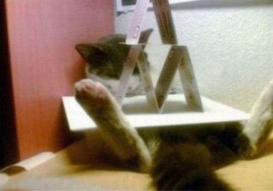 so tired cat