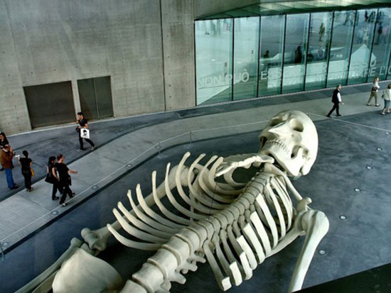 street anatomy