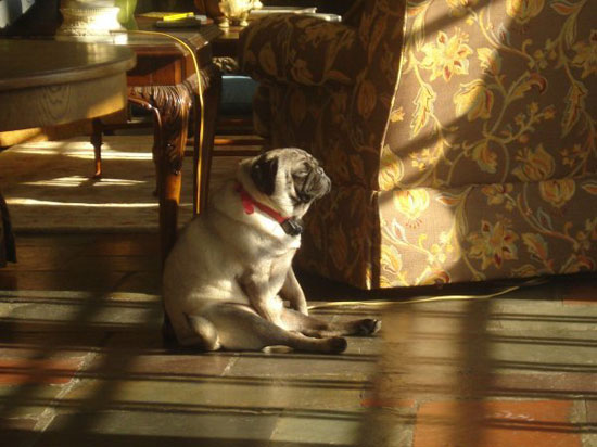 stressful dog