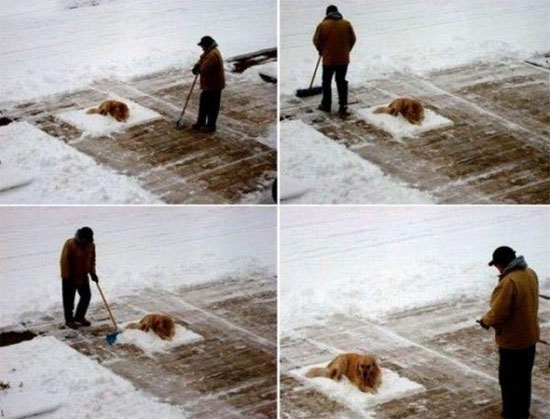 stubborn dog