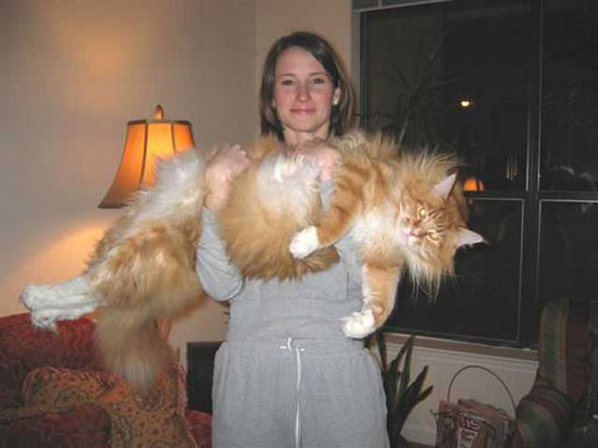 super cat