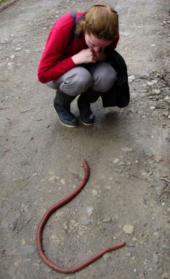 super worm