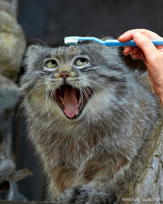 SuperCat