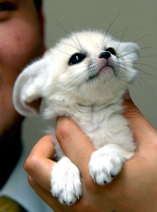 SuperCute