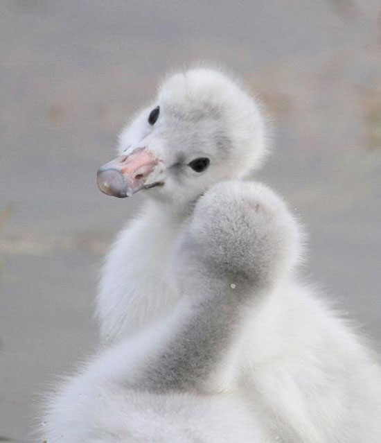 Superflauschig die zwei