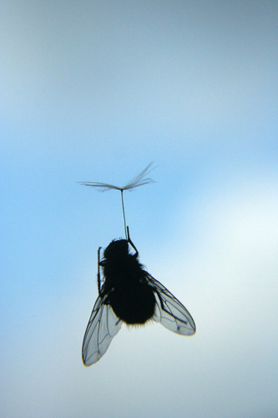 superflyer
