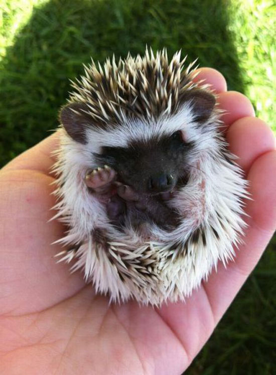 supersuesse igel