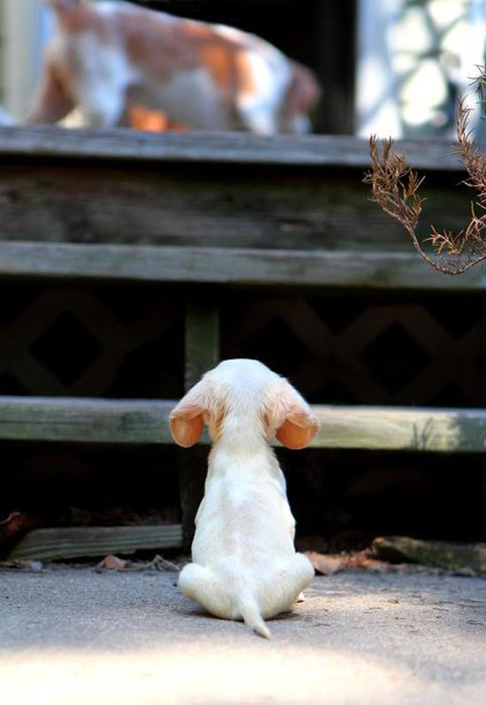 supersweet dog
