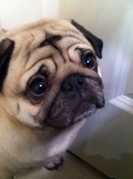 supersweet dog bro