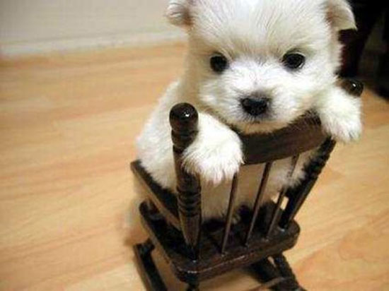 sweet puppy
