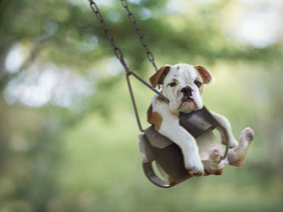 swinging bulldog 4482