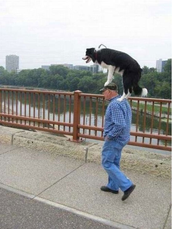 taking-the-dog-for-a-walk