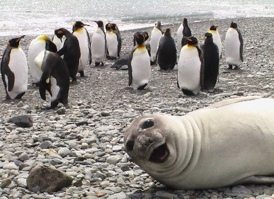 the ultimate animal photobomb