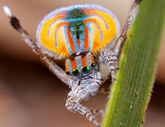 this is a peacock spider