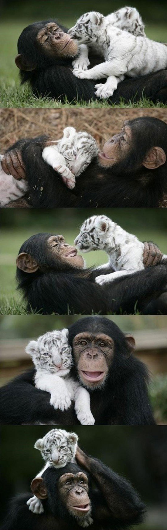 this is no monkey business