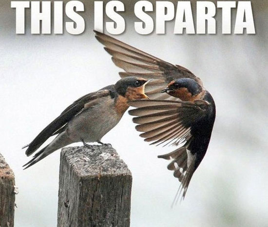 this is sparta