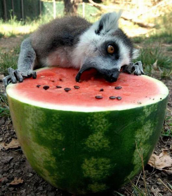 lecker lecker mjam mjam mjam