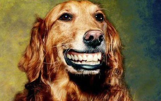 tiere smilie
