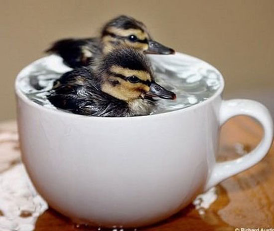 tiny ducks in a cup