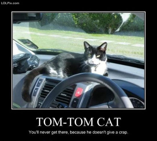 tomtom cat