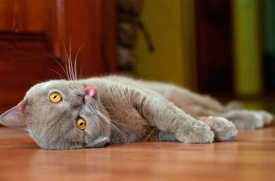 too much cheezburger